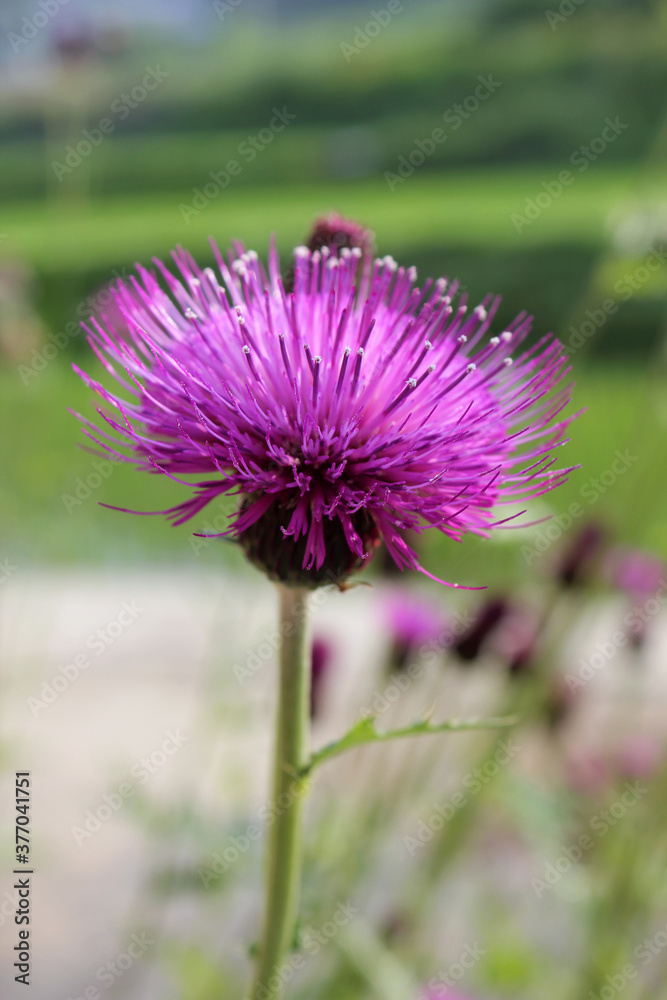 Pink Spined Japanese thistle flower in nature background Pink Spined Japanese thistle flower in nature background
