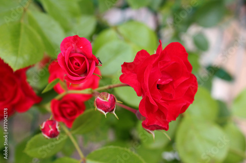 red rose in nature background .