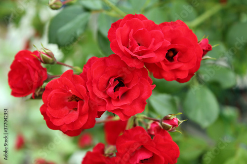 red rose in nature background .