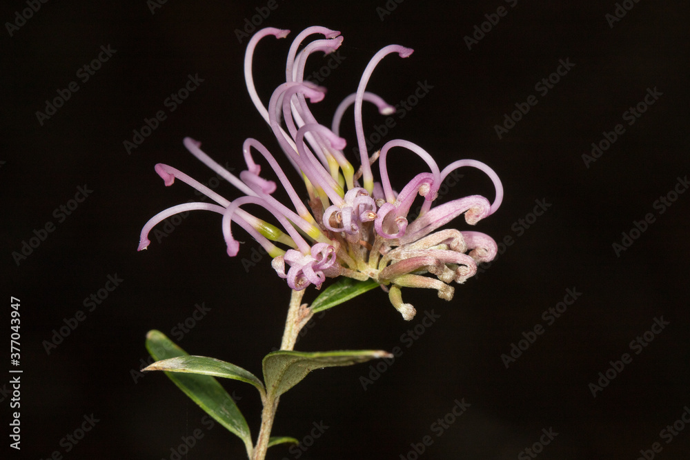 Pink Spider Flower plant in flower Pink Spider Flower plant in flower