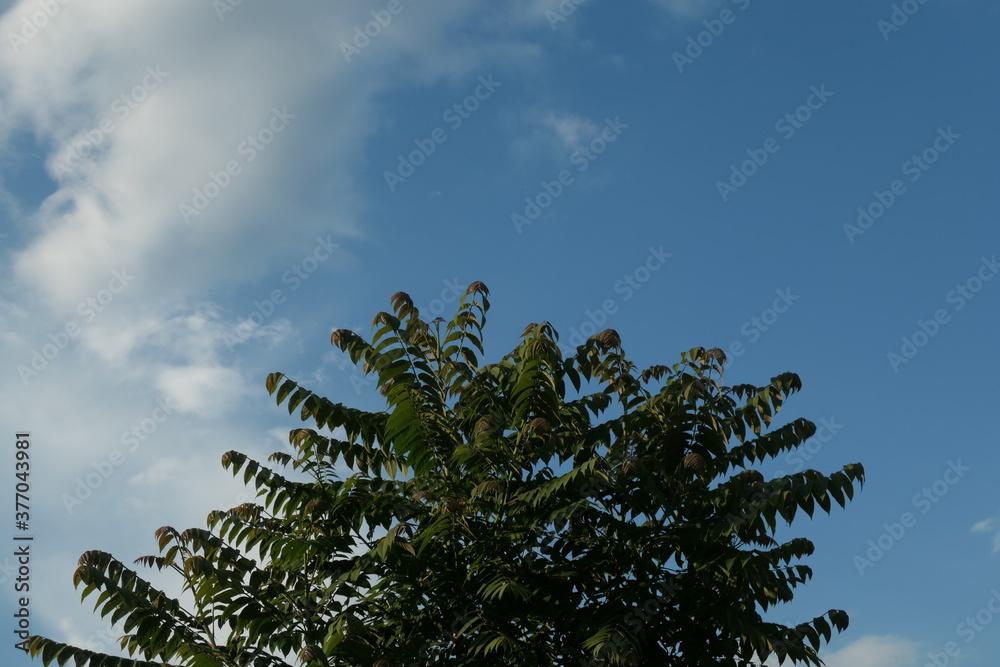 Obraz premium fern and sky