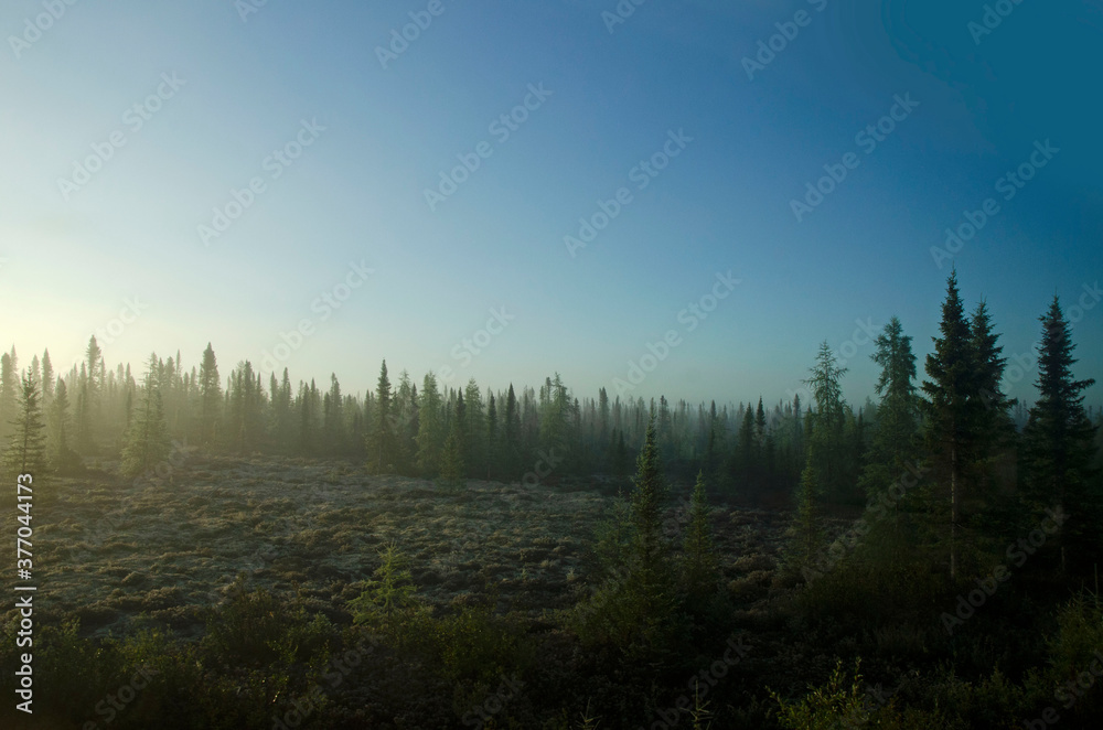 Trees in the morning haze 2