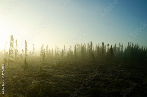 Foggy morning in the forest