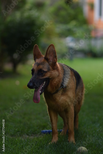 german shepherd dog