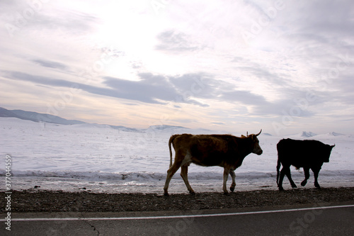 Silhouette of cows walking along the winter road. Cattle drive. Space for text. © Елена Труфанова