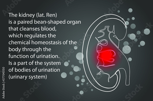 Kidney. Internal organ silhouette.Pain. Medical background.