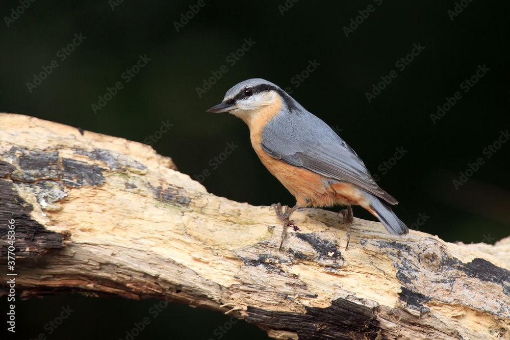 Fototapeta premium The Eurasian nuthatch or wood nuthatch (Sitta europaea) sitting on the branch. A small songbird with a yellow belly and a long beak with a green background.