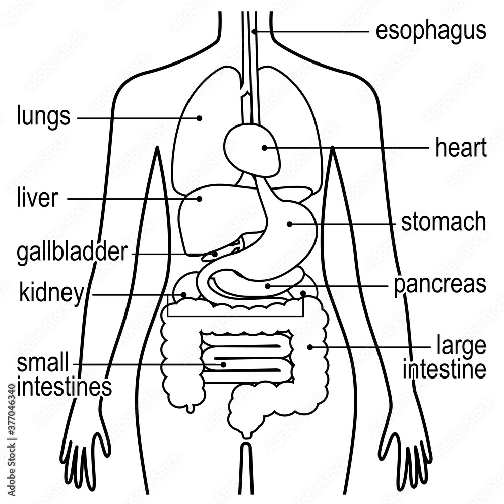 人間の身体 臓器 内臓 英語バージョン線画 Stock Vector Adobe Stock