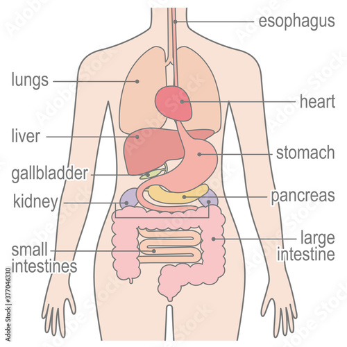 人間の身体（臓器・内臓）英語バージョン photo