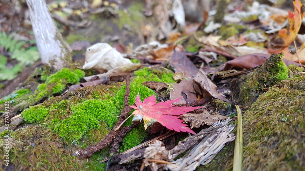 autumn colors autumn colors