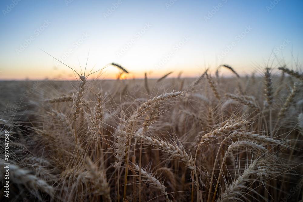 Obraz premium wheat field at sunset