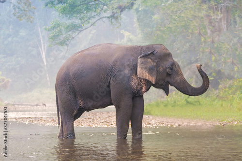 Elephant at a river in a deep forest
