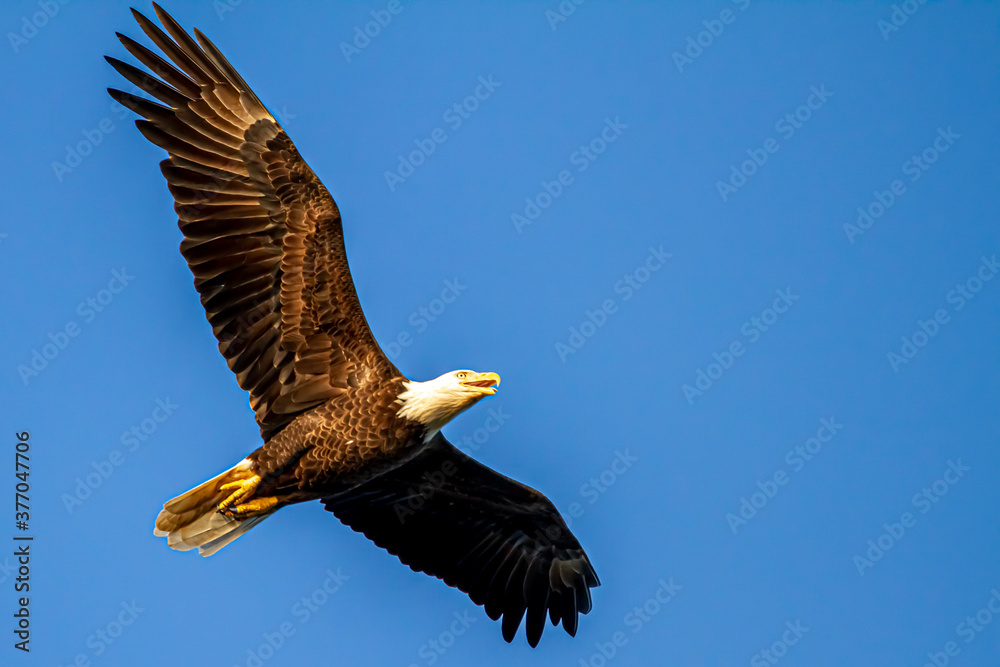 Φωτογραφία An overhead close up shot of an American Bald eagle (Haliaeetus leucocephalus) gliding in the sky