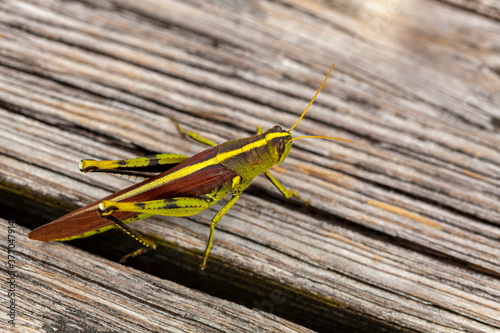 Close up image of an obscure bird grasshopper (Schistocerca obscura) on a wooden bench. This is a green insect with yellow back stripe, striped eyes, short antenna and herring bone shaped tibia photo