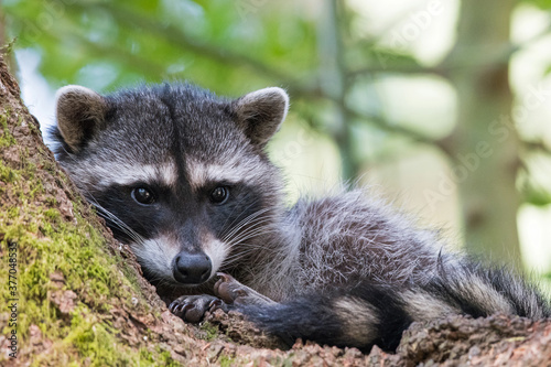 A sleepy young raccoon rests in the crook of a fir tree.