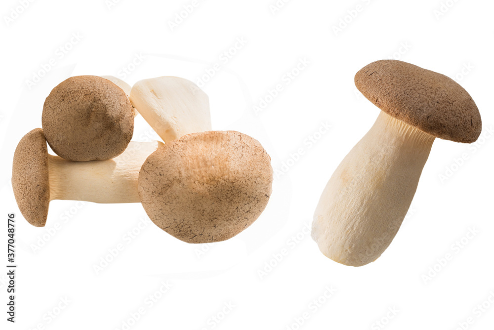 Eringi mushrooms isolated on white background. Eringi mushrooms isolated on white background.