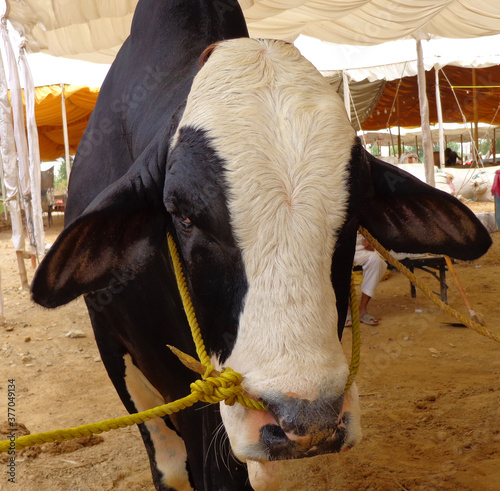 Bulls Head Close Up, Beautiful cow for sale in the market for the sacrifice feast of Eid photo