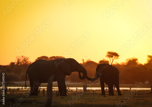 Photography Elephants in an African sunset in Botswana