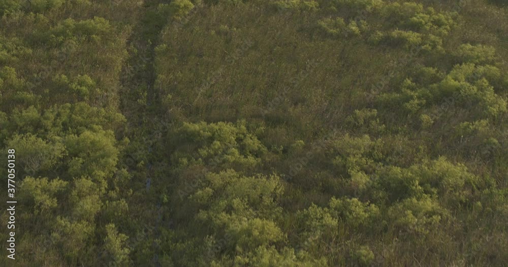 Everglades Florida Aerial v3 birdseye of Mud Canal in the natural region of Everglades National Park, tilt up dynamic shot - DJI Inspire 2, X7, 6k - March 2020 Everglades Florida Aerial v3 birdseye of Mud Canal in the natural region of Everglades National Park, tilt up dynamic shot - DJI Inspire 2, X7, 6k - March 2020