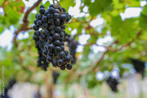 The winegrowers grapes on a vine