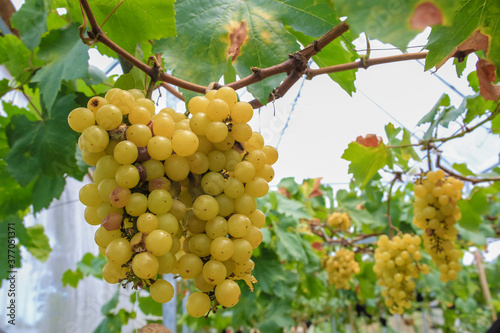 Wallpaper Mural The winegrowers grapes on a vine Torontodigital.ca