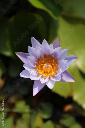 pink water lily