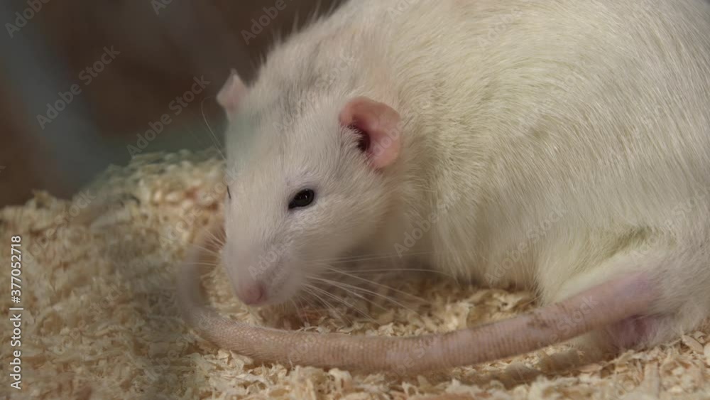 A fluffy white rat eats and runs in a cage. White rat in the terrarium