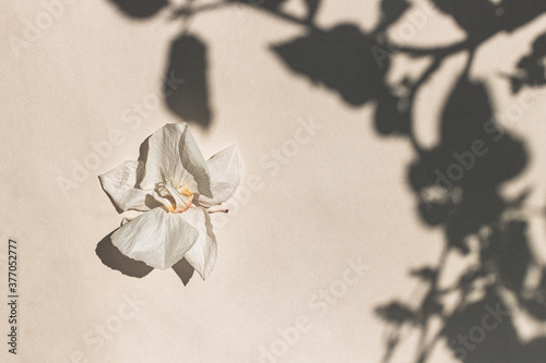 Dry white flower and shadow from the leaves.
