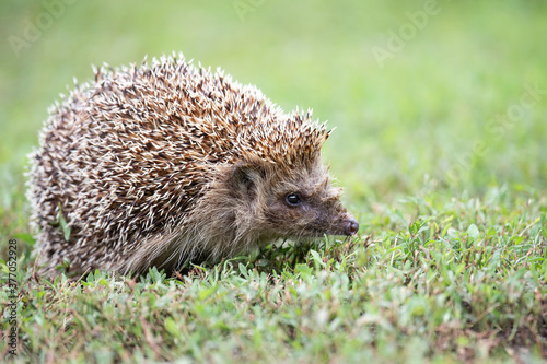 hedgehog on the grass..