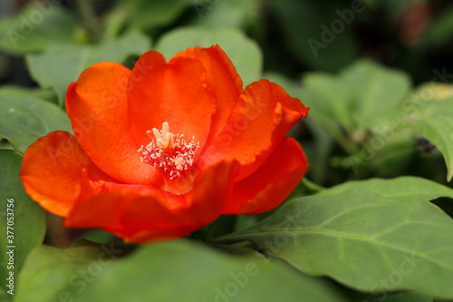 A bright orange flower of Rose cactus or Wax Rose blooming on bunch and green leaves open stigma. Another name Bastard rose or Pereskia.