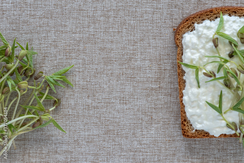 Sandwich with cream cheese and mung bean sprouts and mung bean sprouts on cotton fabric background with copy space.