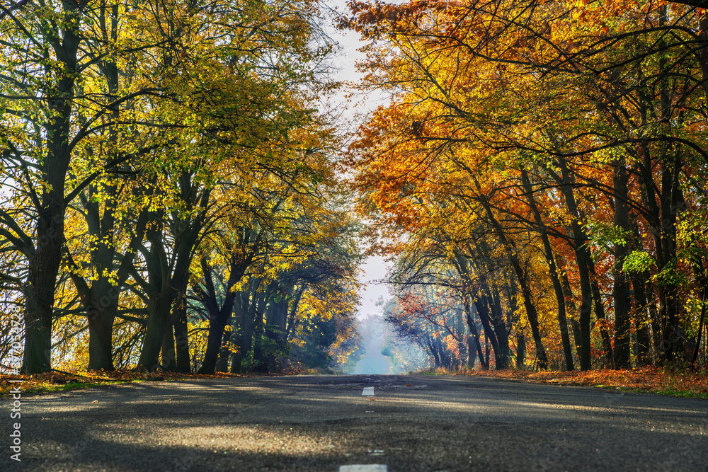 Beautiful autumn landscape with the road and the sun's rays of the setting sun. Beautiful autumn landscape with the road and the sun's rays of the setting sun.