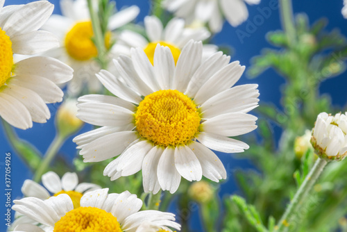 Blooming flower heads of chamomile close-up.