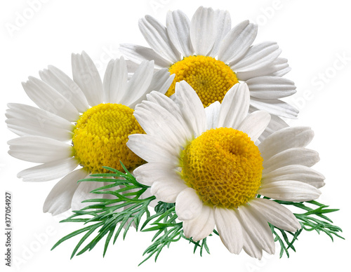Blooming flower heads of chamomile close-up. Clipping path.