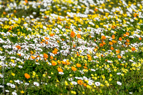 field of wildflowers during Spring in the Western Cape, Cape Province, South Africa