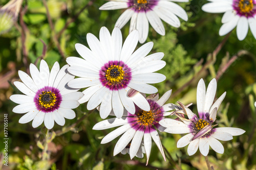 top down closeup on Osteospermum or African daisies growing wild in a field in the Western Cape or Cape Province of South Africa during Spring