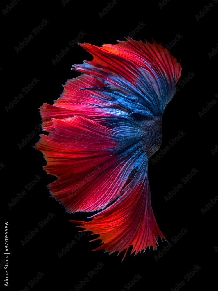 Betta fish,Siamese fighting fish in movement isolated on black background