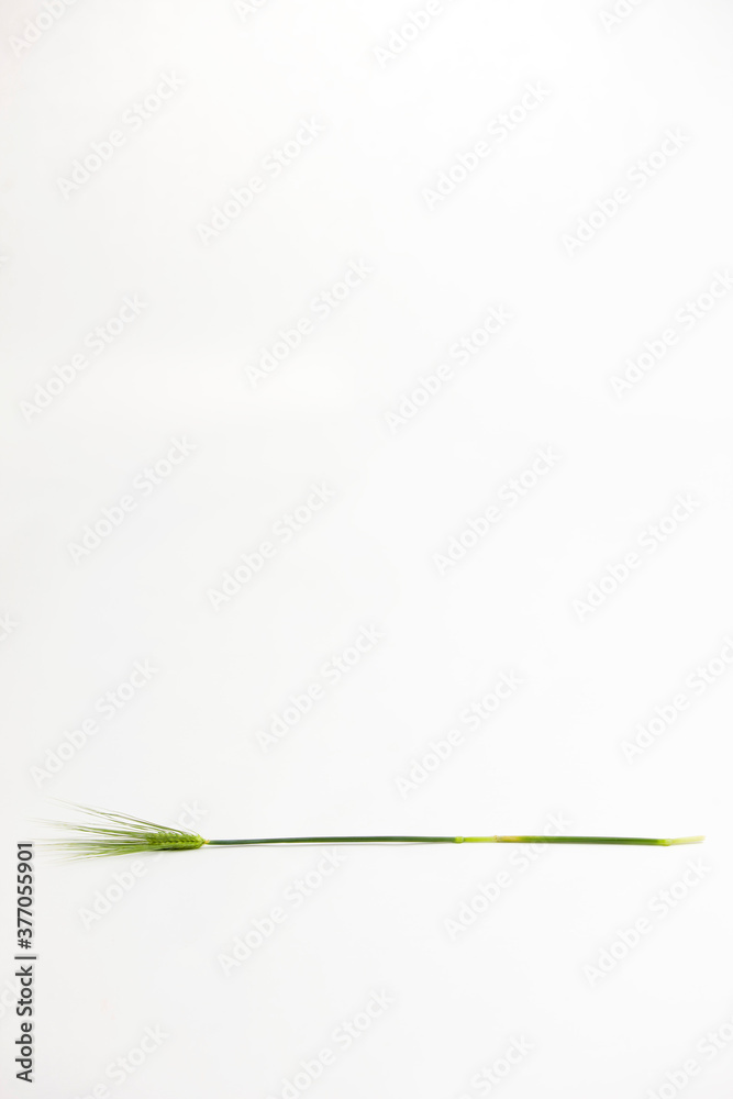 barley on white background barley on white background