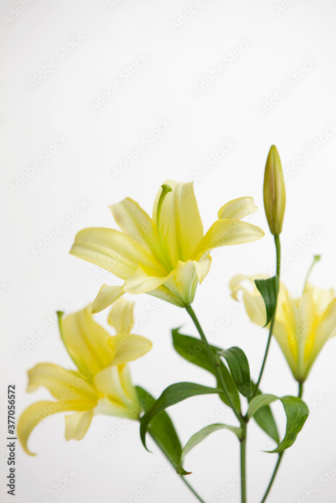 close up of yellow lily