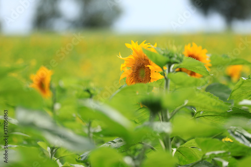  the sunflowers are in full bloom