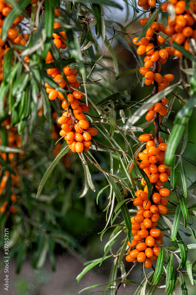 Buckthorn berries on the branch of sea-buckthorn tree. Photo closeup. Selective focus. Vertical crop. Buckthorn berries on the branch of sea-buckthorn tree. Photo closeup. Selective focus. Vertical crop.