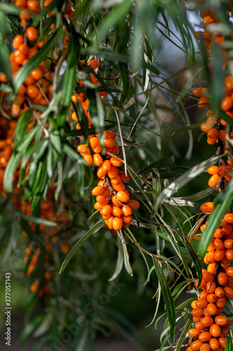 Buckthorn berries on the branch of sea-buckthorn tree. Photo closeup. Selective focus. Vertical crop.