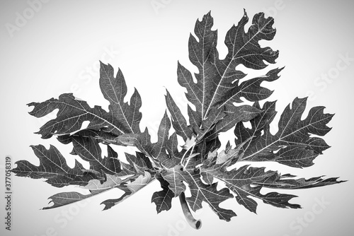 Papaya leaf isolated on white
