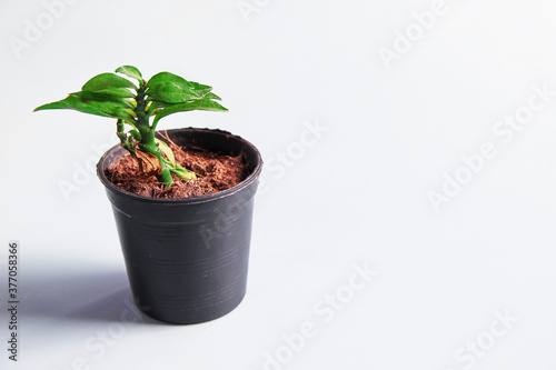 Single small green plant growing in black pot on white background and space