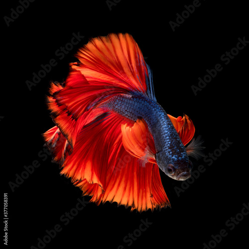 Colourful Betta fish,Siamese fighting fish in movement isolated on black background