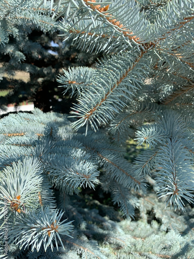 blue spruce branches background
