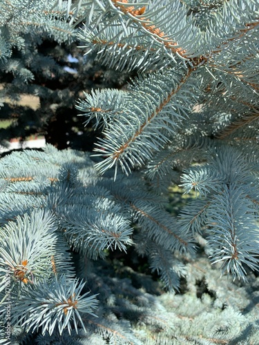 blue spruce branches background