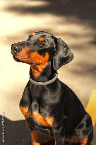portrait of a doberman puppy in the sun on a summer day