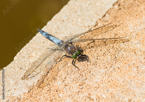 white-tailed skimmer (Orthetrum albistylum) dragonfly sitting on concrete photo
