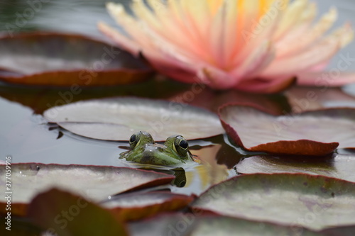 Εκτύπωση καμβά Frog on lily pad